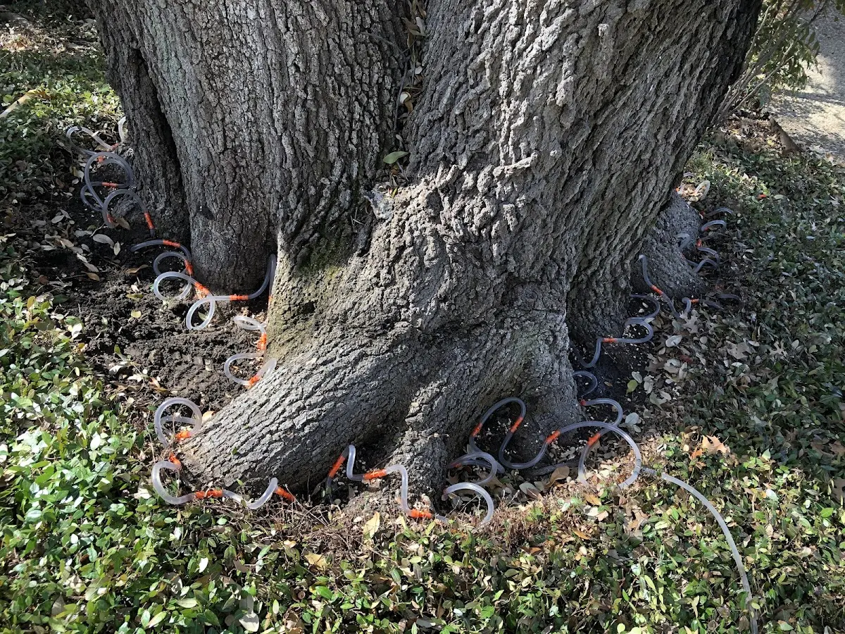 Detailed Tree Cabling and Bracing job site in Black Lick