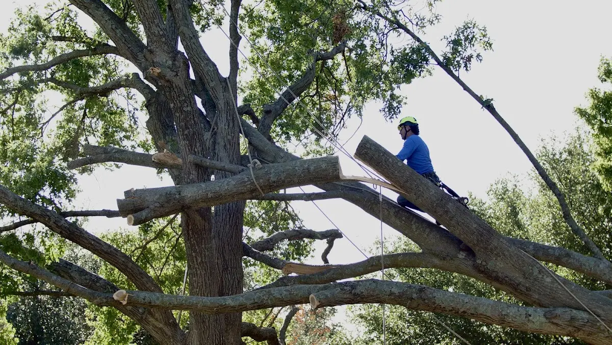 Professional Crown Thinning performed by certified arborists in Black Lick