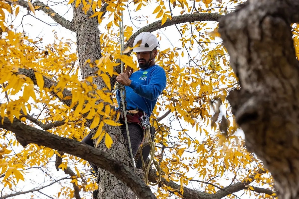 Skilled Tree Transplanting crew working in Black Lick