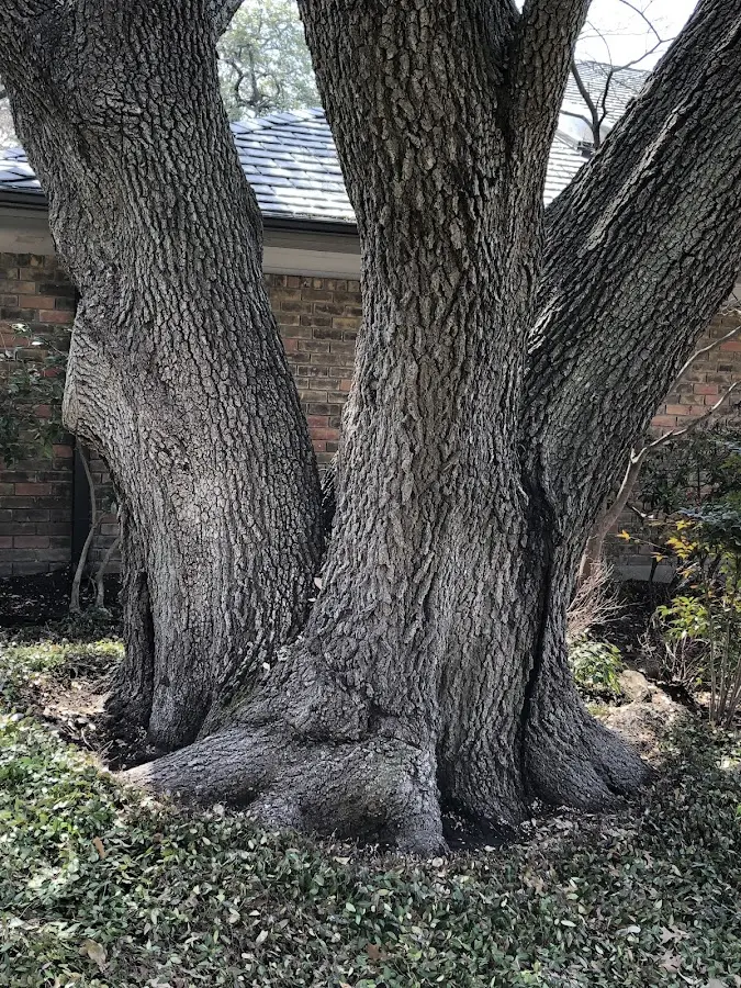 Mature heritage tree close to a Black Lick property cared for by certified arborists